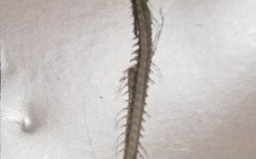 骨、鯛焼き、そしてルイベ