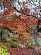 紅葉よりたい焼き