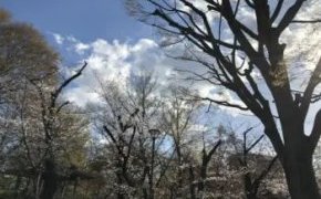 役所調査って何をするの？