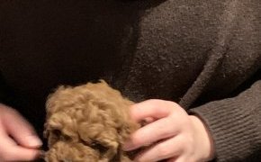 家族が増えました