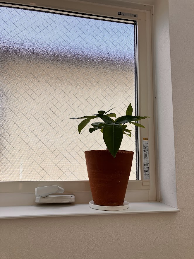 網入りガラスと植物