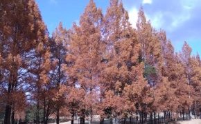 住宅の構造材は広葉樹、針葉樹どっち？