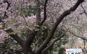 河津桜が見頃かな