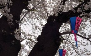 隅田川桜まつり