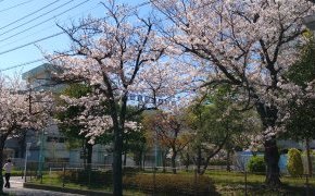 桜の満開は観られず