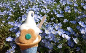 春ですね(ネモフィラ）