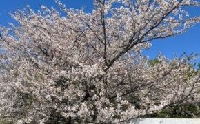 愛犬と散歩がてらお花見🌸