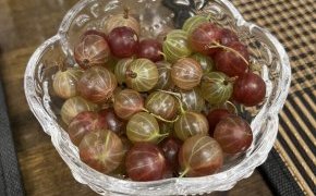 食べたことありますか？