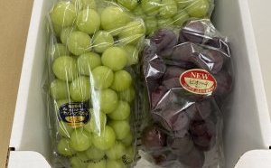 立派なブドウをいただきました