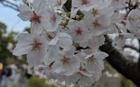桜!