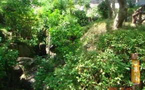 文京区千駄木の須藤の滝